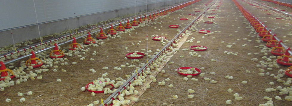 Construction d'installation avicole - matériel d'élevage avicole -La  société Masson