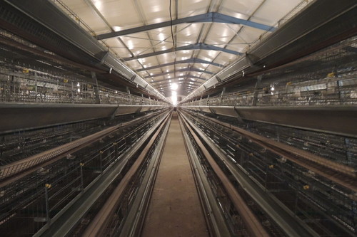 Installation de 20 800 poules en 4 rangées de 4 étages type 