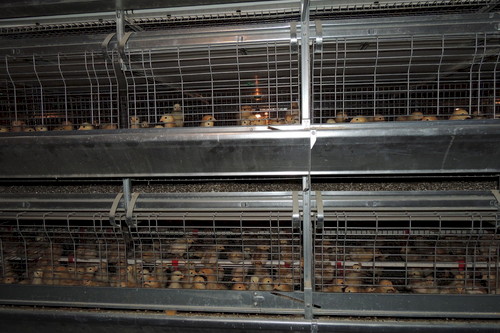 Cage de 25 poulettes, dimensions de la cage 1m22 x 64cm.