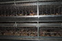 Cage de 25 poulettes, dimensions de la cage 1m22 x 64cm.