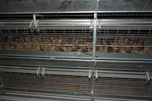 Système d'abreuvement par pipettes au milieu de la cage, réglable en hauteur pour suivre la croissance des poulettes.