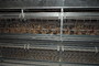 Système d'abreuvement par pipettes au milieu de la cage, réglable en hauteur pour suivre la croissance des poulettes.