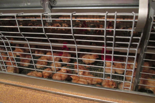 cage poulettes